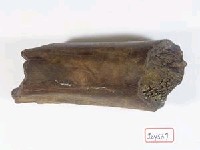 藏品(大型動物腿骨化石)的圖片